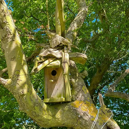 Thatched From 1877 On Langeland *